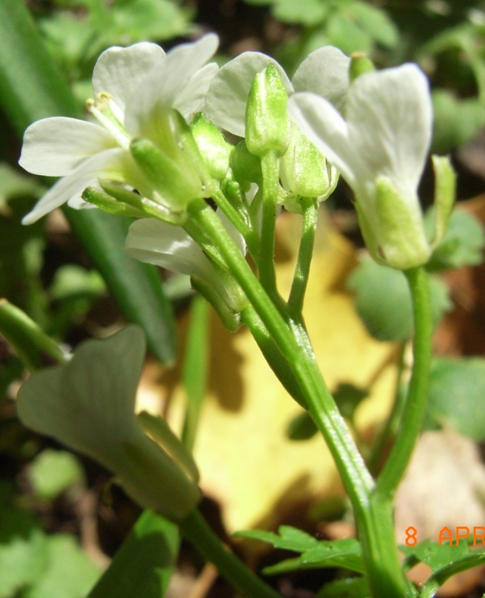 Cardamine graeca